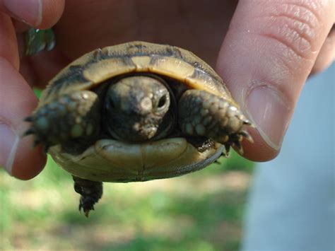 satılık kaplumbağa yavrusu
